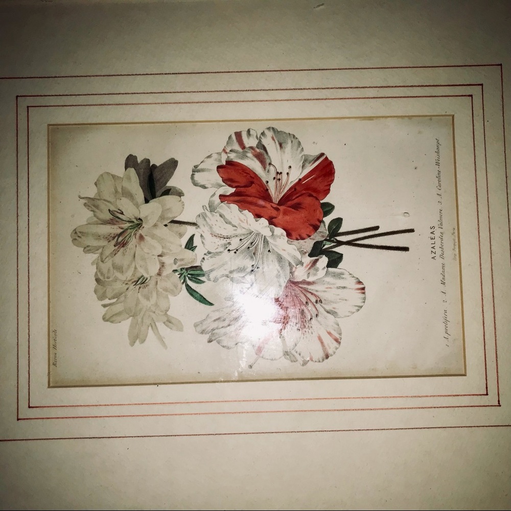 Antique Hand Colored Botanical Print Azaleas - Picture 2 of 15